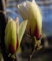 Magnolia Sunrise