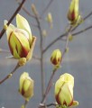 Magnolia Sunrise