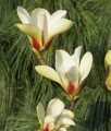 Magnolia Sunrise