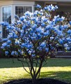 Magnolia Drzewiasta Blue Opal