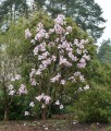 Magnolia Atlas