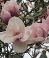 Magnolia Atlas