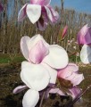 Magnolia Atlas
