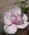 Magnolia Atlas