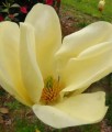 Magnolia Yellow River