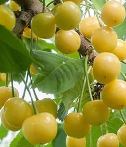 Mini czereśnia żółta