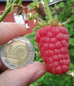 Malina Polonez w donicy