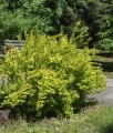 Berberys Thunberga Maria
