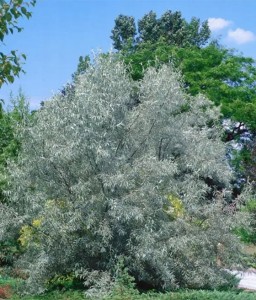 Oliwnik srebrzysty w donicy