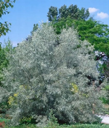 Oliwnik srebrzysty w donicy