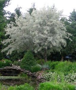 WIERZBA SIWA ANGUSTIFOLIA W DONICY