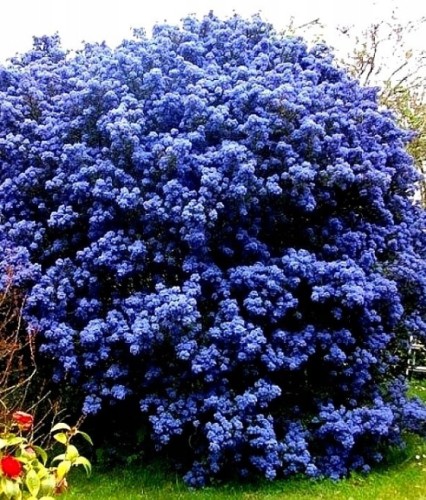 Prusznik Victoria w donicy