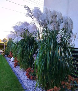 MISKANT CHIŃSKI MEMORY W DONICY