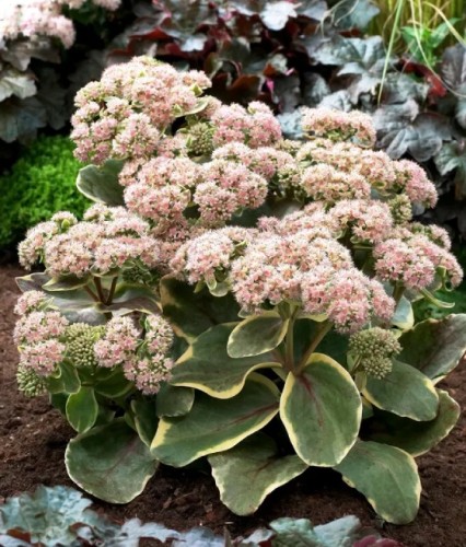 Rozchodnik Diamond Edge w donicy