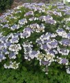 HORTENSJA OGRODOWA LIBELLE