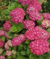 HORTENSJA OGRODOWA ROTKEHLCHEN