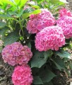 HORTENSJA OGRODOWA SCHONE BAUTZNERIN
