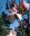 Magnolia Atlas.jpg