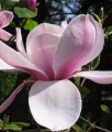 Magnolia Atlas1.jpg