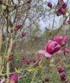 Magnolia Genie