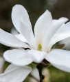 MAGNOLIA JAPOŃSKA KOBUS