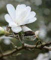 MAGNOLIA JAPOŃSKA KOBUS2