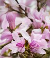 MAGNOLIA LOEBNERA LEONARD MESSEL W DONICY