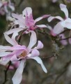 MAGNOLIA LOEBNERA LEONARD MESSEL W DONICY