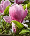 MAGNOLIA POŚREDNIA RUSTICA RUBRA