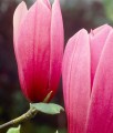 MAGNOLIA POŚREDNIA RUSTICA RUBRA
