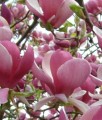MAGNOLIA POŚREDNIA RUSTICA RUBRA