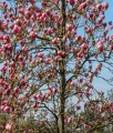MAGNOLIA POŚREDNIA RUSTICA RUBRA