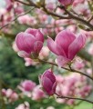MAGNOLIA POŚREDNIA RUSTICA RUBRA