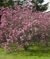 MAGNOLIA POŚREDNIA RUSTICA RUBRA
