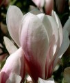 Magnolia Soulange'a w donicy