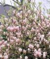 Magnolia Soulange'a w donicy