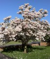 Magnolia Soulange'a w donicy