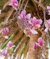 Magnolia Soulange'a w donicy
