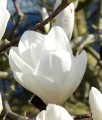 Magnolia Tina Durio w donicy