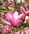 MAGNOLIA BETTY