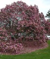 MAGNOLIA BETTY