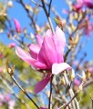 MAGNOLIA BETTY