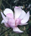 MAGNOLIA PINKIE