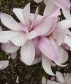 MAGNOLIA PINKIE