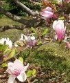 MAGNOLIA POŚREDNIA VERBANICA