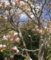 MAGNOLIA POŚREDNIA VERBANICA