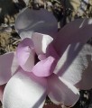 MAGNOLIA POŚREDNIA VERBANICA