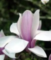 MAGNOLIA POŚREDNIA VERBANICA