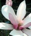 MAGNOLIA POŚREDNIA VERBANICA