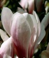 MAGNOLIA POŚREDNIA